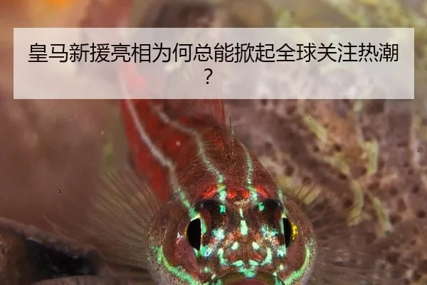 皇马新援亮相为何总能掀起全球关注热潮？